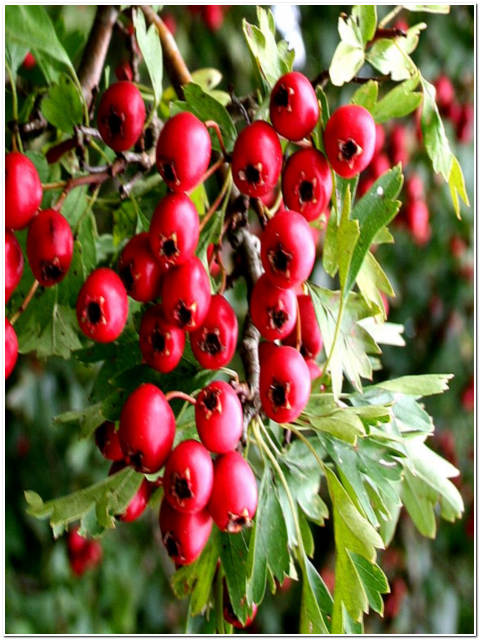 PIANTA DI CRATEGUS PYRACANTHA