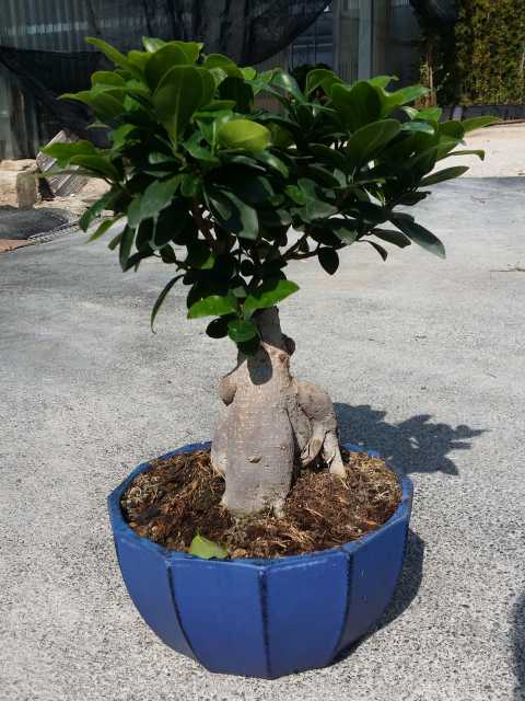 BONSAI FICUS GINSENG