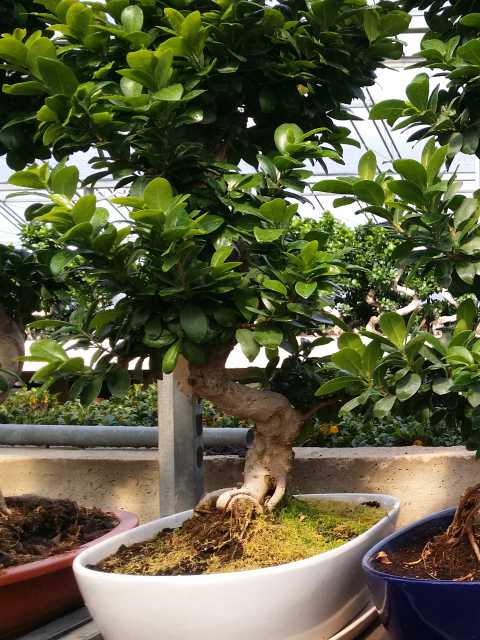 BONSAI S SHAPE FICUS GINSENG