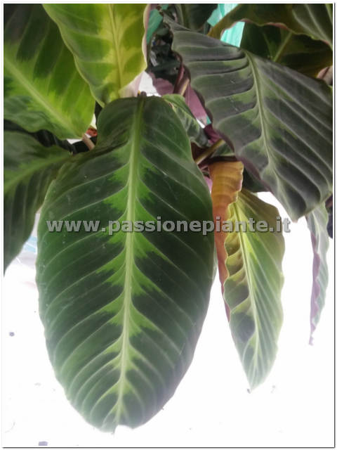 PIANTA DI CALATHEA INSIGNIS