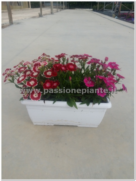 PIANTA DI MINI BALCONIERE
