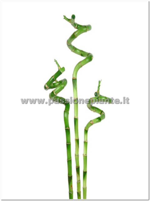 PIANTA LUCKY BAMBOO