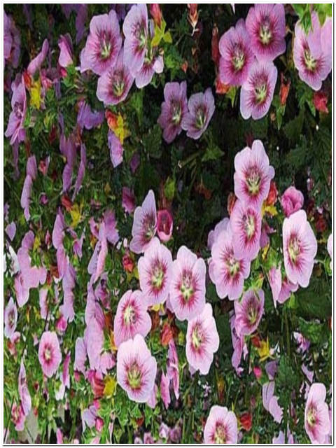 PIANTA DI ANISODONTEA