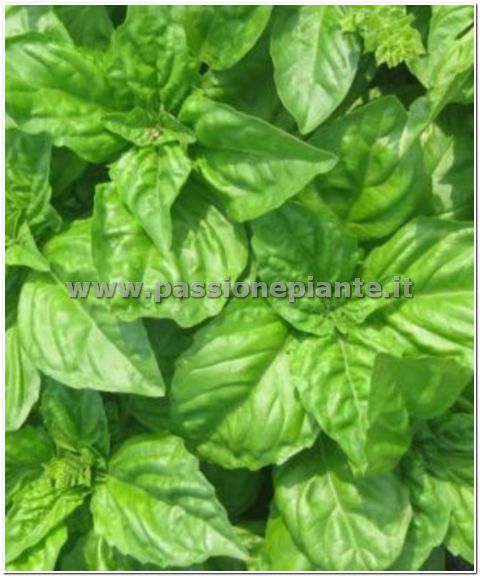 SEMI BASILICO NAPOLETANO