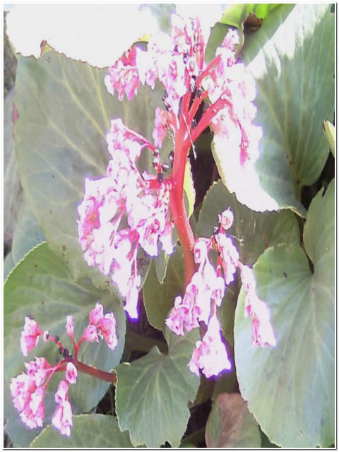 PIANTA DI BERGENIA