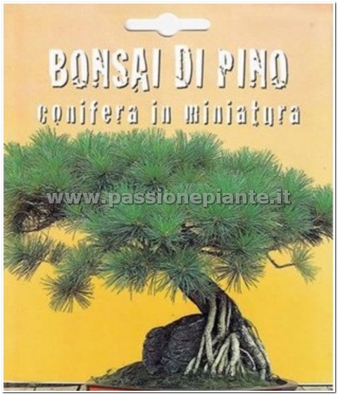 SEMI BONSAI DI PINO