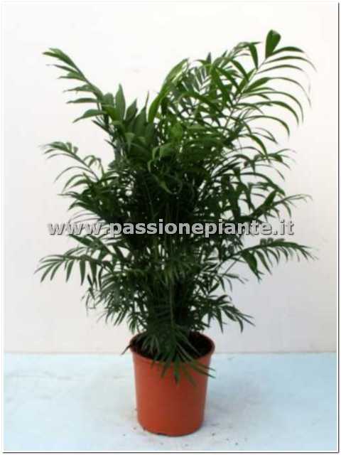 PIANTA DI CHAMAEDOREA