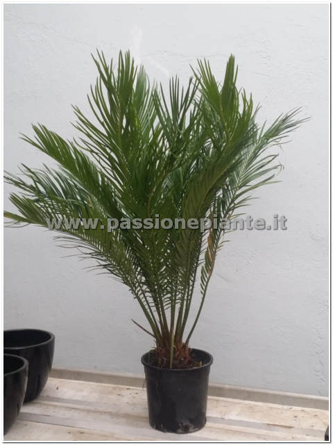 CYCAS REVOLUTA