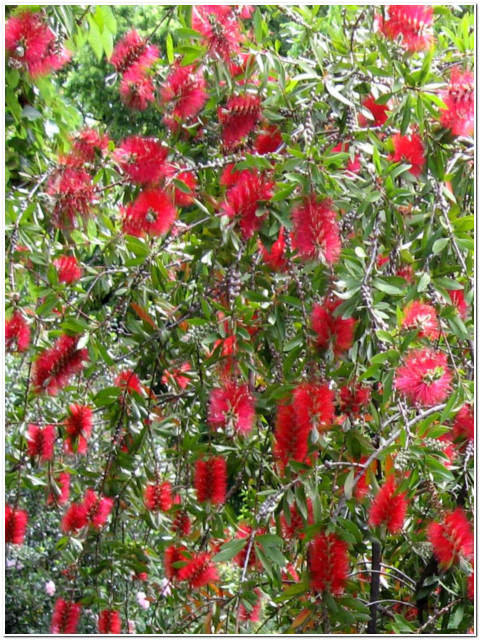 PIANTA DI CALLISTEMON