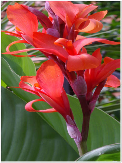 PIANTA DI CANNA INDICA
