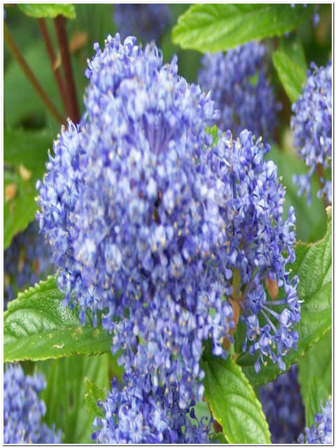PIANTA DI CEANOTHUS