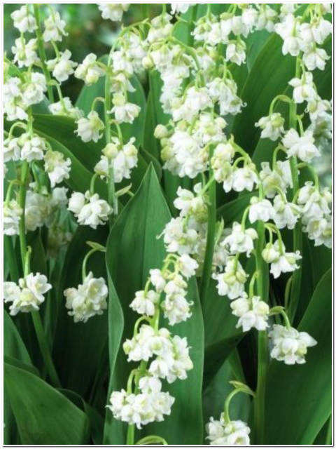 PIANTA DI CONVALLARIA