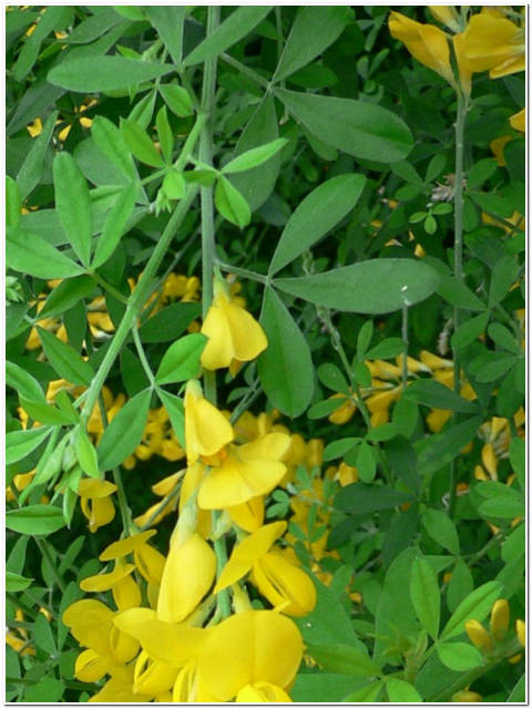 PIANTA DI CYTISUS