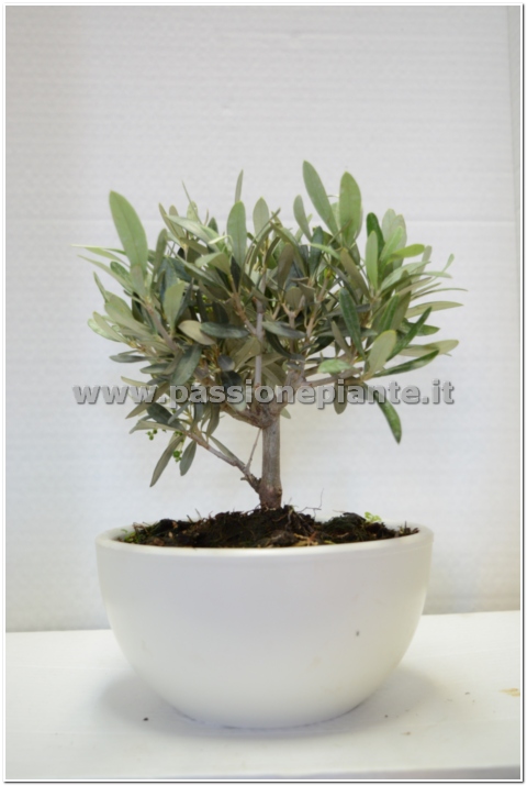 BONSAI DI OLIVO