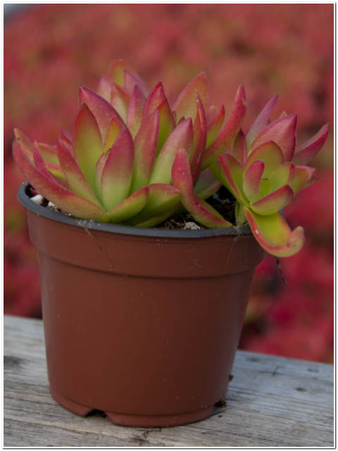 PIANTA DI RED SPART VASO 10