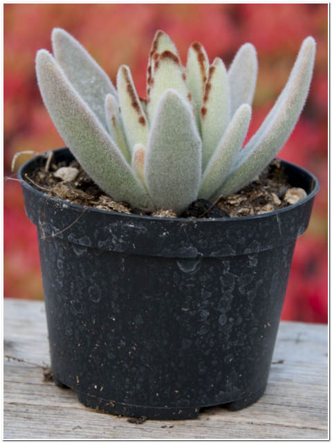 PIANTA DI KALANCHOE TOMENTOSA VASO 10