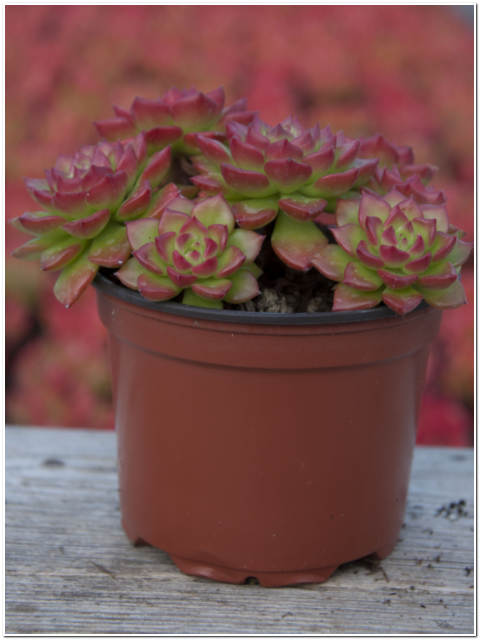 PIANTA DI CRASSULA OVATA VASO 10