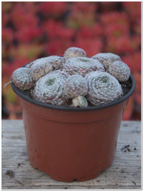 PIANTA DI SEMPERVIVUM ARACHNOIDEUM VASO 10