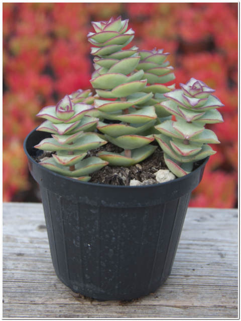 PIANTA DI CRASSULA PERFOSSA VASO 10