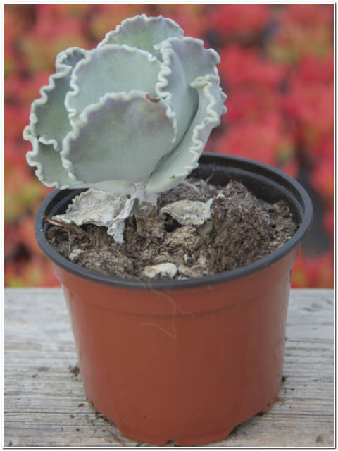 PIANTA DI ECHEVERIA SHAVIANA VASO 10