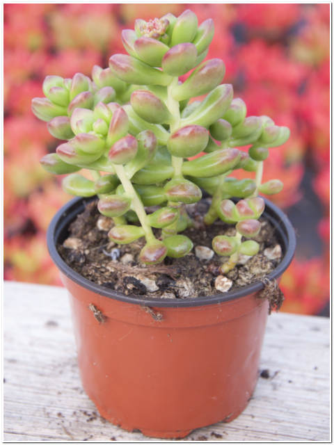 PIANTA DI SEDUM LUCIDUM VASO 10