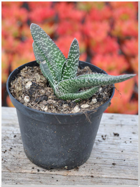 GASTERIA VERRUCOSA VASO 10