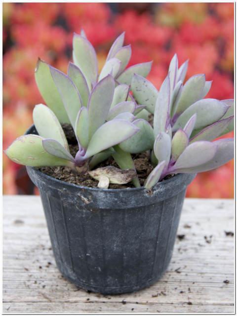 PIANTA DI SENECIO CRASSISSIMUS VASO 10