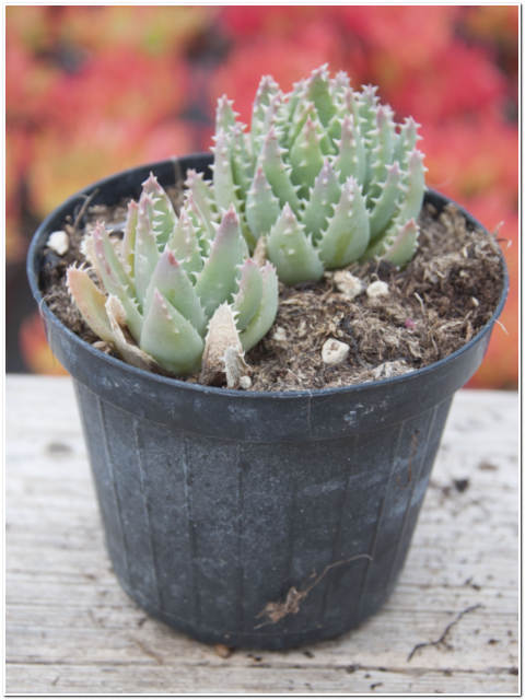 PIANTA DI ALOE BREVIFOLIA VASO 10