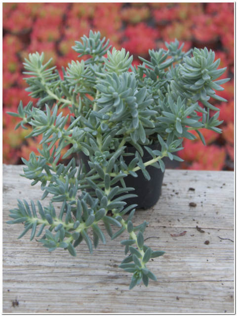 PIANTA DI SEDUM RUPESTRIS ANGELINA VASO 10
