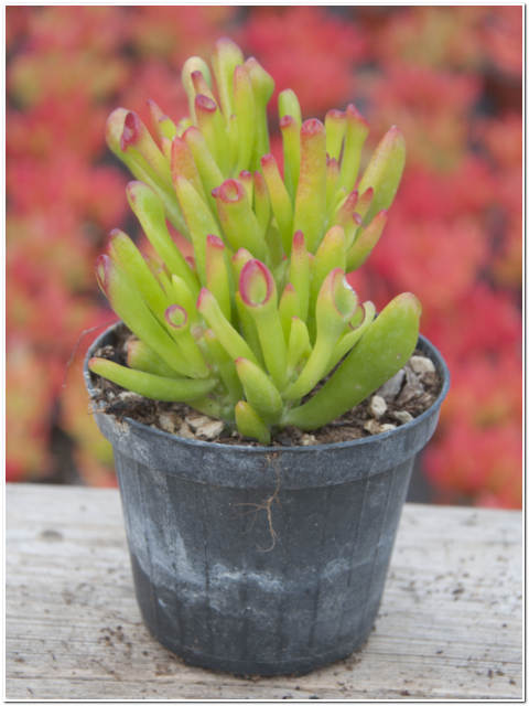 PIANTA DI CRASSULA PORTULACEA VASO 10