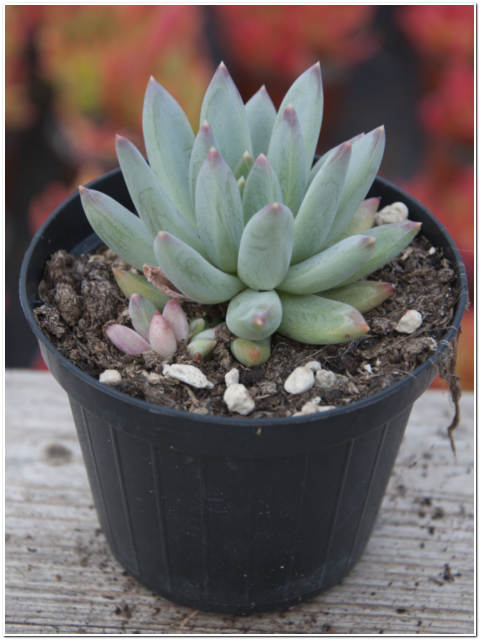 PIANTA DI PACHYPHYTUM VASO 10
