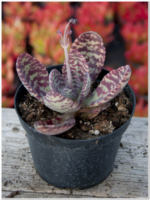 PIANTA DI ADROMISCHUS PITONATA VASO 10