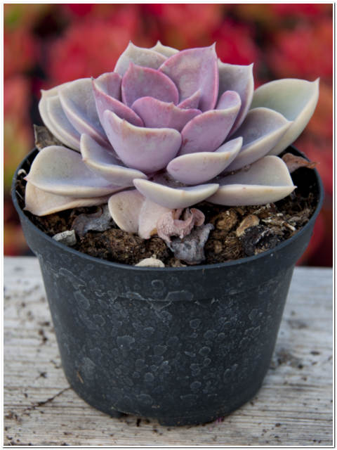 PIANTA DI ECHEVERIA PERLE NORIMBERGA VASO 10