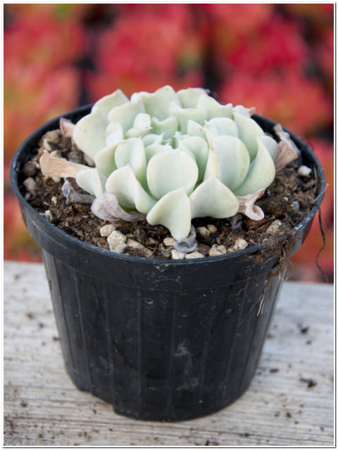 PIANTA DI ECHEVERIA LORY VASO 10