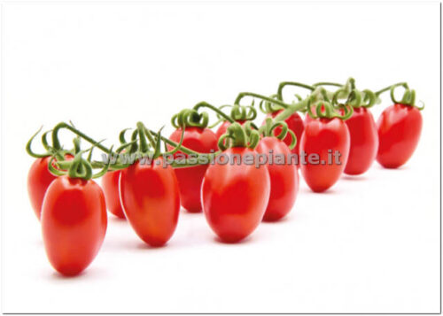 SEMI POMODORO DATTERINO