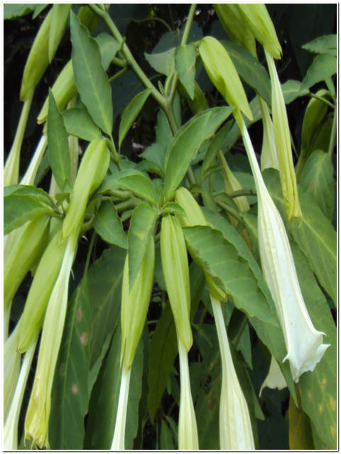 PIANTA DI DATURA ARBOREA
