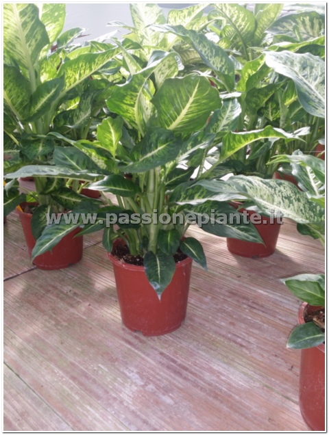 PIANTA DI DIEFFENBACHIA