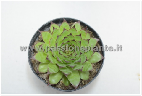 PIANTA DI ECHEVERIA AGAVOIDES VASO 10