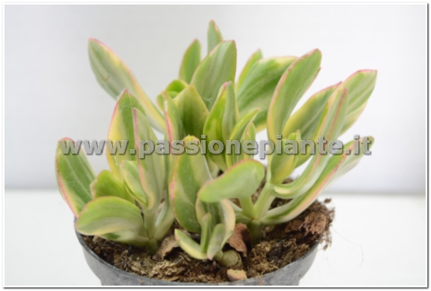 PIANTA DI ECHEVERIA GREEN VASO 10