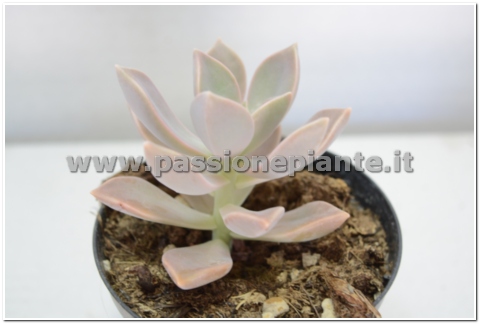 PIANTA DI ECHEVERIA LILACINA VASO 10