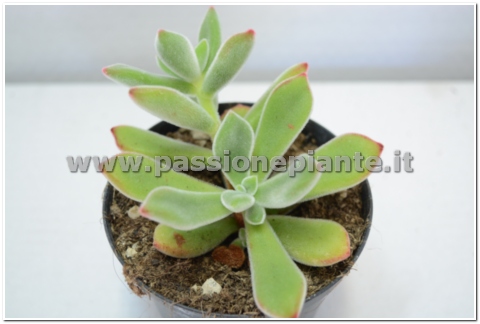 PIANTA DI ECHEVERIA PULVINATA VASO 10