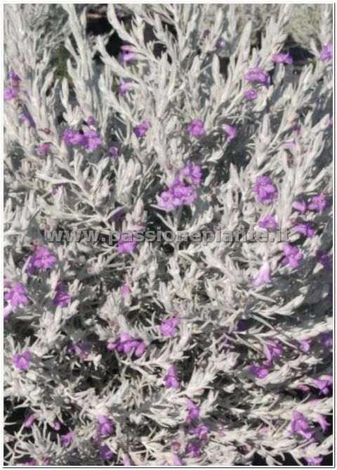 PIANTA DI EREMOPHILLA