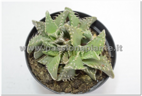 PIANTA DI FEUCARIA IBRIDA VASO 10