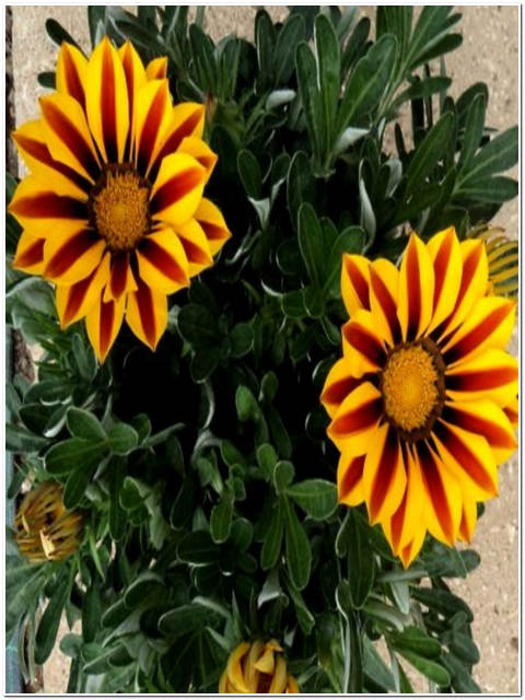 PIANTA DI GAZANIA