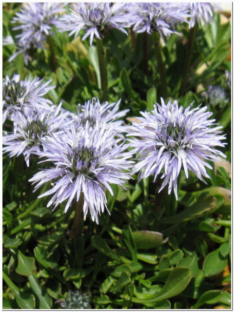 PIANTA DI GLOBULARIA