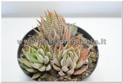 PIANTA DI HAWORTHINA SUPERFASCIATA VASO 10
