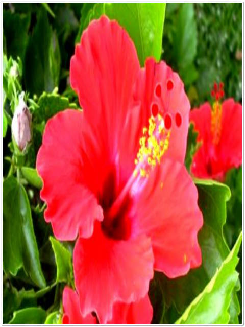 PIANTA DI HIBISCUS