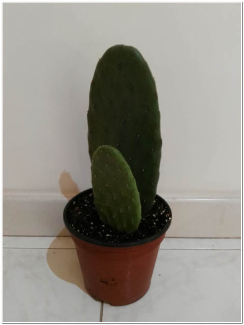 PIANTA DI FICO DI INDIA