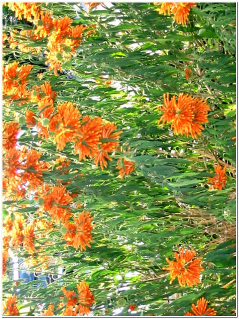 PIANTA DI LEONOTIS
