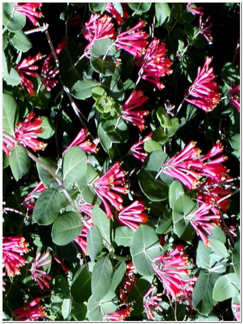 PIANTA DI LOROPETALUM